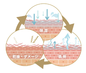 肌の潤いと乾燥の悪循環
